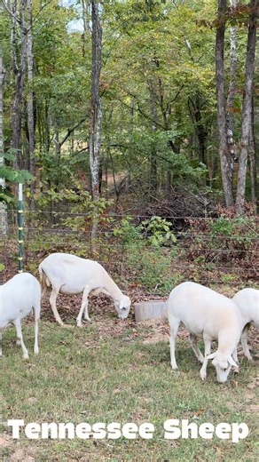 Tennessee Sheep eating white oak acorns | Ken Berry