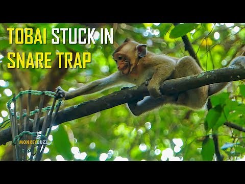 Million Pity! Poor Monkey Tobia Has Been Trapped His Hand In Snared Trap