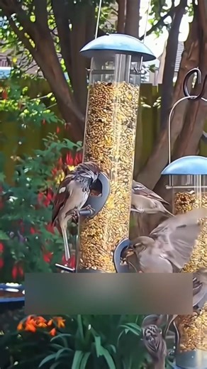 Smart Bird Feeder That Outsmarts Squirrels 🐿️😄 #shortsvideo