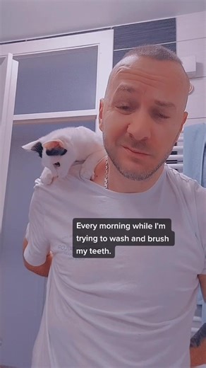 Morning Routine Troubles | Funny Cat Video on TikTok