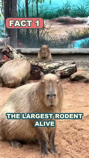 5 facts about capybaras you didn't know 🌿