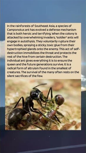 The Exploding Ant! Self-Sacrifice in Nature 🐜💥 #ShockingFacts #nature
