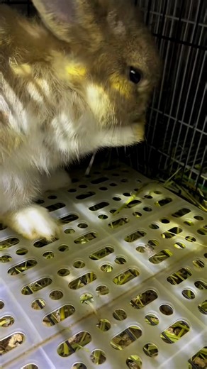 Fluffy Hopper #rabbit #bunny #adorable #cute | Fluffy Hopper