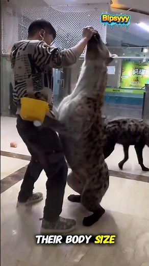 Fact About Hyena, How Big Are Hyenas and How Strong Is Their Bite #shorts #animals