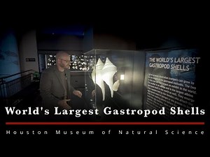 The BIGGEST gastropod shells on display...in the world.