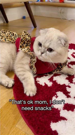 She didn't even hesitate 💀 #kikicutekitty #cocoandkiki #funny #comedy #jokes #relatable #siblings