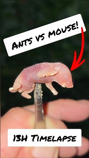 Ants VS Mouse. 13-Hour timelapse!