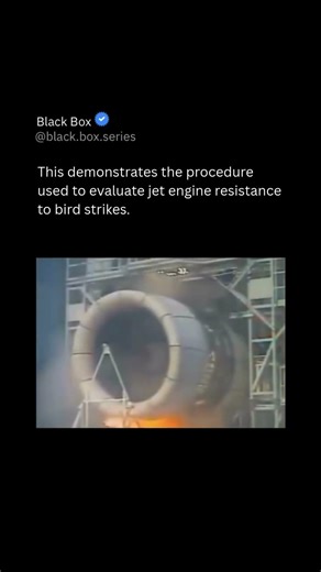 How jet engines are tested for bird strikes—firing birds to ensure safe flight worldwide tests!