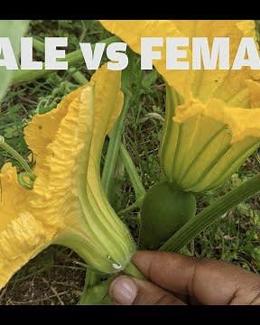 The difference between a male and female flower (PUMPKIN).