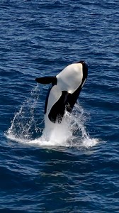 Baby killer whale breaching 🚀🔥🖤🤍 | This young killer whale launched high into the air for 3 consecutive celebratory breaches after the pod hunted a sea lion and shared the meal amongst the other CA51A pod members. 🎥: @whatcameradoyouhave | shot with @pacificoffshore #killerwhale #killerwhales #blackfish #CA51As #CA51A #pacificoffshore #santabarbara #channelislands #cetacean #orca | Whatcameradoyouhave