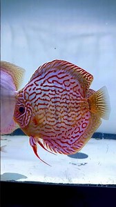 Stunning turquoise discus fish🩵 #discus #fish #aquarium #tank #fishtank