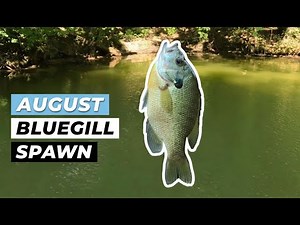 How to locate late summer bluegill? Summer Bluegill Spawn