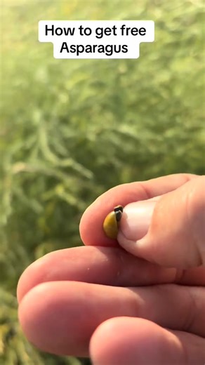 How to find and cultivate wild asparagus #permaculture #gardening #survival #asparagus | wildideaswithbrian