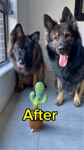 German Shepherd Transformation! Before vs After🐾🐕‍🦺~ #shortsfeed #shorts #dog #germanshepherd