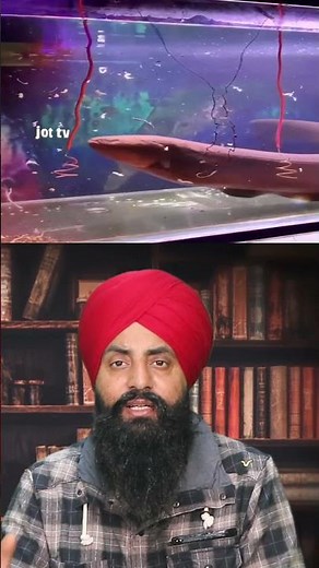 Shocking Truths: Uncovering the Amazing World of Electric Eel Fish ⚡#ElectricEelFish #Fish #Wildlife