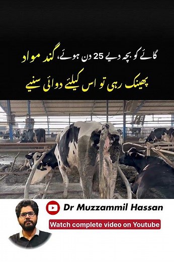 Best intrauterine cow treatment