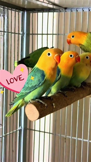 Love Bird By King Khan Asad & Sheikh Aviary. @creator search insights 2025 @creatorsearchinsights #fyp #fypシ゚viral #fypシ #foryou #love #bird