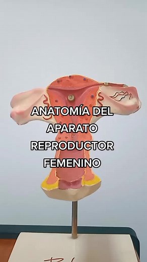 Anatomía del Aparato Reproductor Femenino