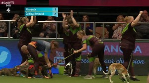 It's only day 1 of #Crufts2018 and the flyball competition is already heating up! Who will take home the 🏆 - Team Phoenix or team Critical Impact? | Crufts