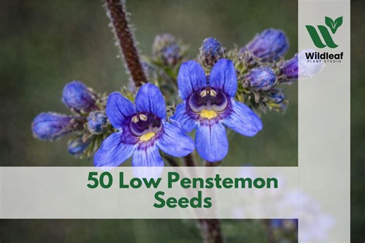 50 Low Penstemon Seeds – Penstemon Humilis - Etsy