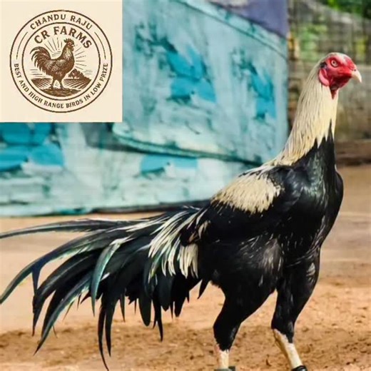 C R farms 🐓🐓 on Instagram: "#hens #rooster #poultryfarming #chicken #peruvian #aseelmurga #chandurajufarms"