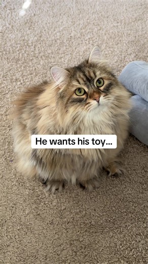 Remote Interactive Cat Toys for Endless Fun