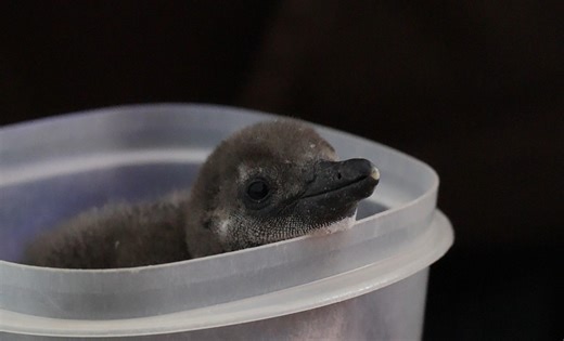 43K views · 1.7K reactions | Waddle we do with all this cuteness? A...