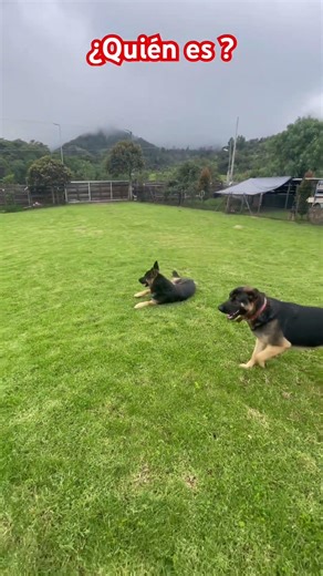 Evita #shortvideo #comedy #dogshorts #videos #humor #happy #risas 😅😅😅👍❤️