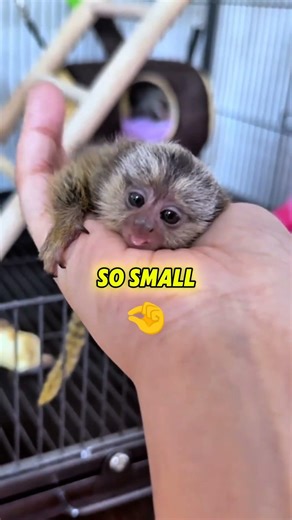Top 5 Cutest Animals in the World (Number 1 is TOO ADORABLE 🥺)