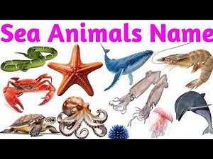 Water animals name //Kids crab//sea animals for kids