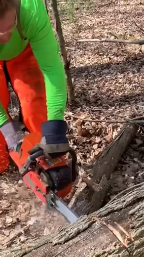 4.9K views · 46 reactions | In this firewood video I am in the woods with my supplier "Dangerous Darin" and I film him bucking a "bundle grade" ash log into 16" long firewood blocks with his brothers 576XP Husqvarna chainsaw. #firewood #husqvarna #chainsaw #cuttingwood #firewoodbusiness | Joe's Premium Firewood | Facebook