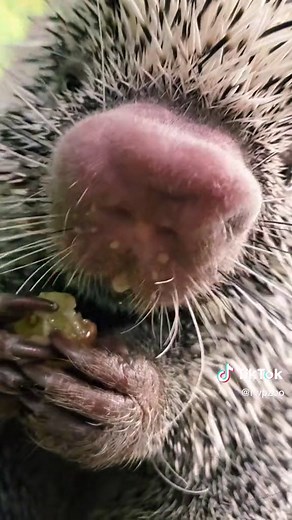 Roger Williams Park Zoo on TikTok