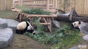 28K views · 1.5K reactions | Our giant panda cubs have started to explore the north panda habitat!  You may spot Jia Panpan and Jia Yueyue with mom, Er Shun, in the north habitat on your next visit. Please note it is weather dependent and times may vary as they alternate with Da Mao. #TOPandaCubs | The Toronto Zoo | Facebook