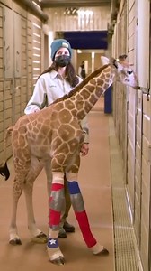 The nicest thing on your feed today!🥺 Reshare from @humankindvideos (IG) Video Courtesy: San Diego Zoo Wildlife Alliance #animalplanet #animalplanetindia #animallovers #animals #giraffe #deformedgiraffe | Animal Planet India