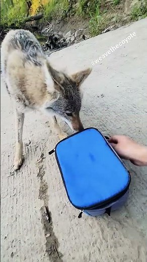 STRAY DOG steals my cooler! #coyote #weavethecoyote #pitbull #fishing #camping #hunting #keystone