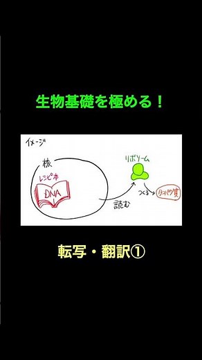 28 Transcription and Translation① #Basic Biology