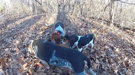 Update on the “dumped” beagle puppies. What started as a search for one beagle puppy quickly turned into a search for THREE beagles — mom, dad, and pup. And this is after we already had the originally reported “dumped” puppy safely in our care. While searching for the missing puppy, Mauri was notified of three beagles roaming the area. She was pointed in their direction and quickly spotted the missing puppy traveling with two adult beagles. As expected, all three took off into the woods the mome