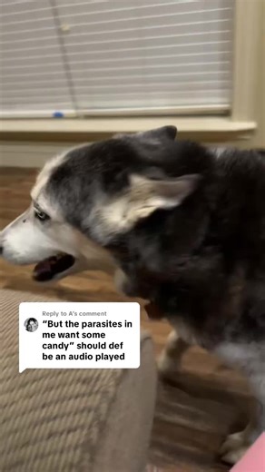 Funny Audio That Everyone Is Requesting!