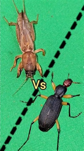 Maze Challenge: Mole Cricket Takes on a Beetle
