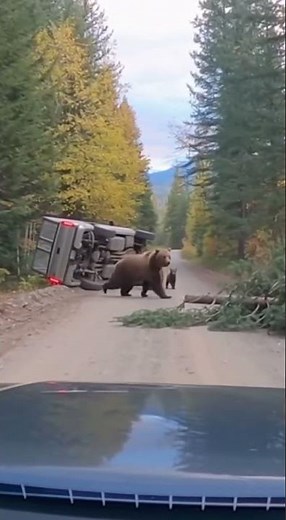 Angry bears block the road and attack to rescue their cubs