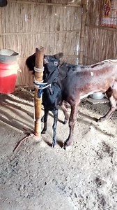 142K views · 354 reactions | Profitable Goat Farming Strategies for Beginners। Bokra Farm #reelsvideo #reel #reels #shorts #viralreel #Reel 31jul.e3p | Bokra Farm | Facebook