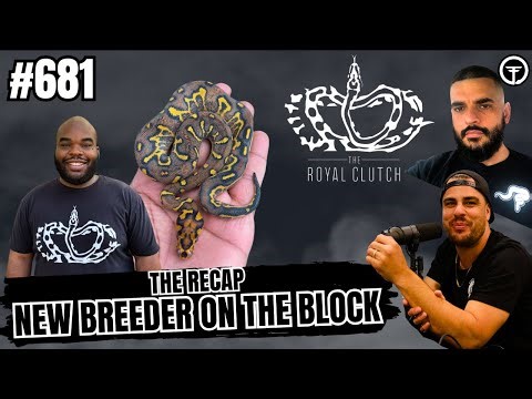 Having A Good Eye For Untapped Ball Python Morphs | The Recap NBB Episode