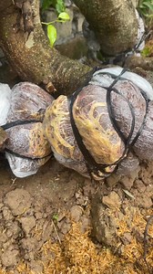 Mùa này vẫn phun dễ kinh khủng | Quân Phan