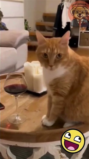 This Cat Drank Alcohol… Then THIS Happened 🐱