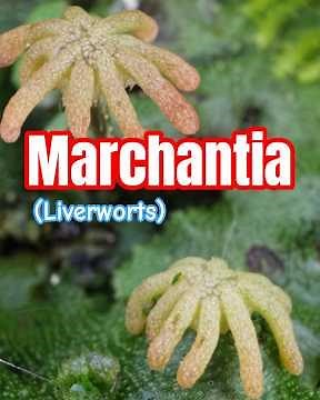 Marchantia Liverwort: A 470 Million Year Old Living Fossil!