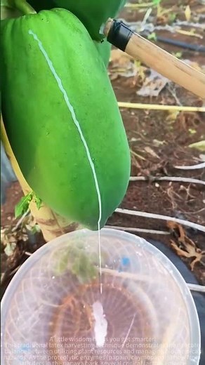 Papaya slurry treatment instructions: collection of natural enzyme preparations