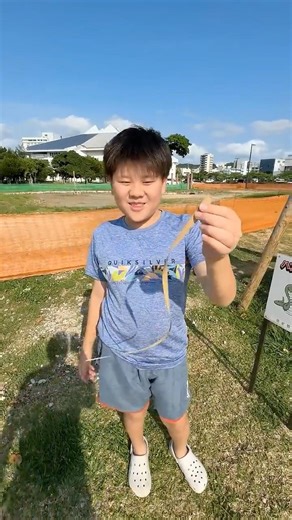 [Shocking] A highly venomous habu snake was captured on the roadside in Okinawa!? Or so we though...