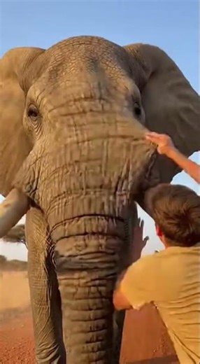 Ultra-Realistic Elephant Charge Prank Reveal: Mask Off to Golden Retriever