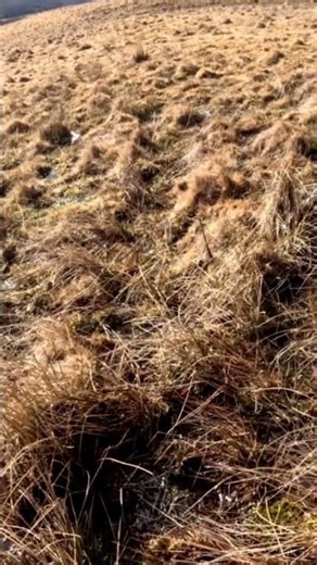 Bécassine sourde vue au sol!