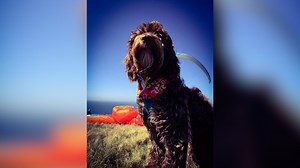 Meet Gwynedd's paragliding cockapoo Henry